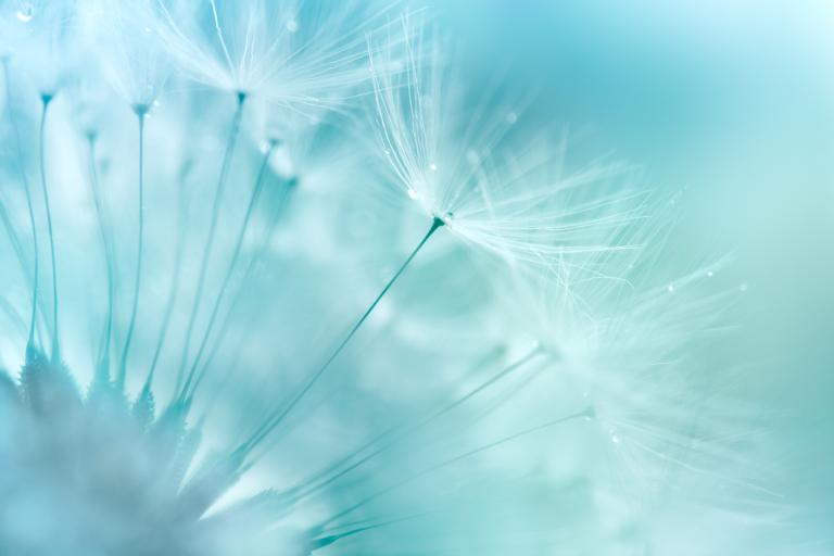 Stylised image of dandelions